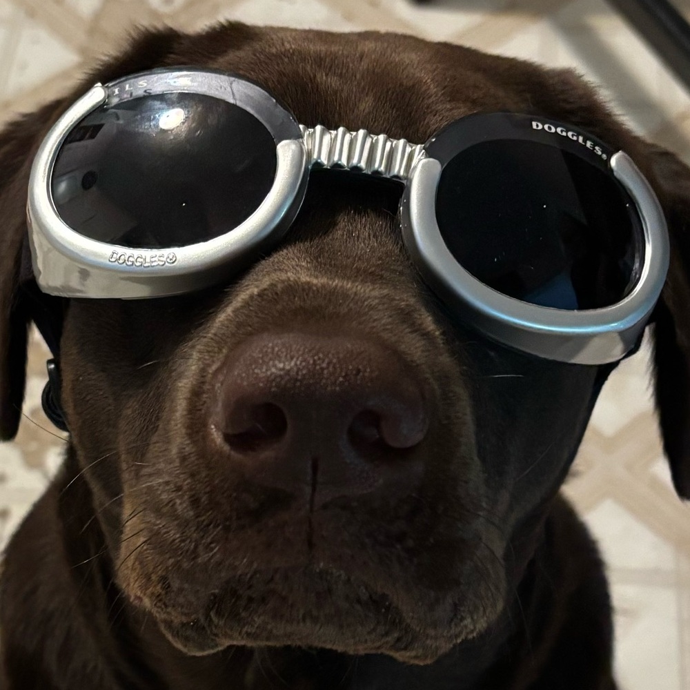 Silver Dog Goggles
